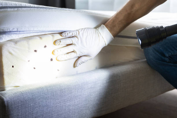 Best Wasp Removal Services  in De Graff, OH